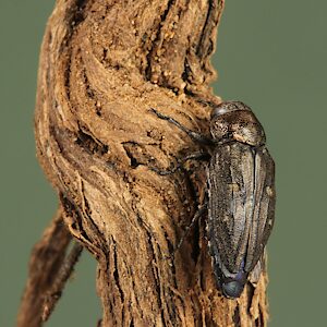 Chrysobothris sp. Bidentate pronotum, PL5690I, female, reared adult, on Westringia rigida (PJL 3621) root, (cut from gall on 1 Mar 2023), EP, 8.9 × 3.9 mm